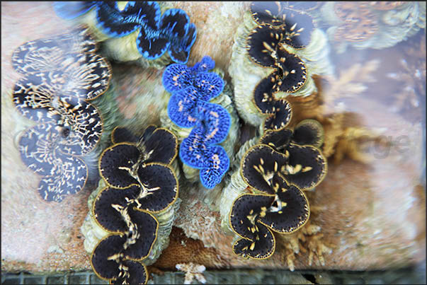 Aitutaki Giant Clam Restoration Project where large molluscs (tridacne) are studied