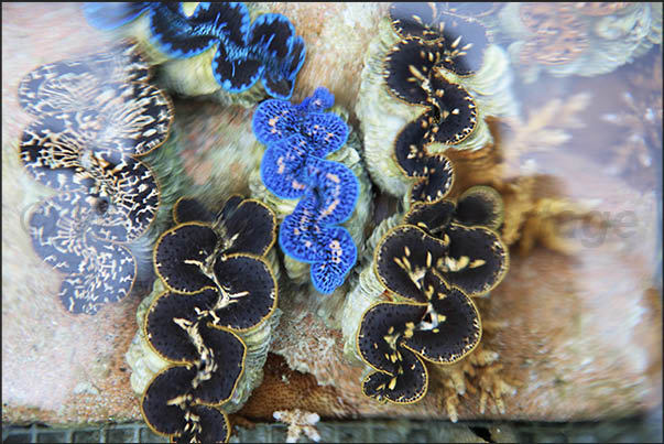 Aitutaki Giant Clam Restoration Project where large molluscs (tridacne) are studied Aitutaki Giant Clam Restoration Project where large molluscs (tridacne) are studied