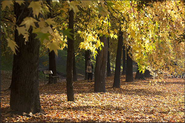 Autumn colors on the promenade in front of the University of Architecture