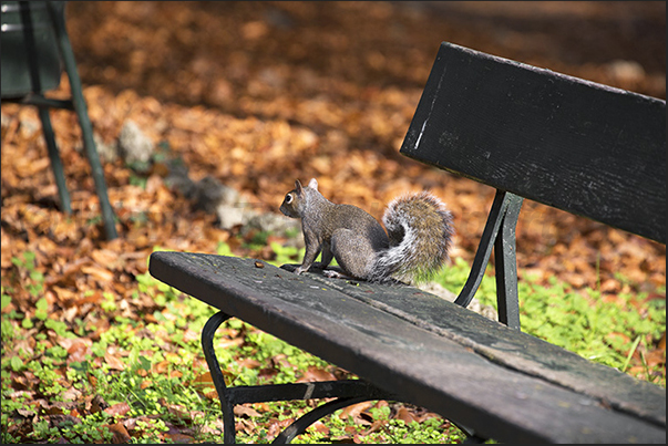 Squirrel at Valentino Park Squirrel at Valentino Park