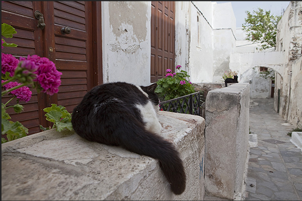 Quiet alleys in the old town of Naxos (Hora) around the ancient Venetian fortress Quiet alleys in the old town of Naxos (Hora) around the ancient Venetian fortress