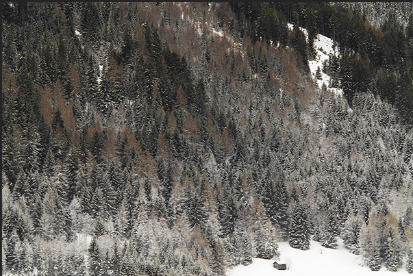 The first snow falls on the pine and fir woods