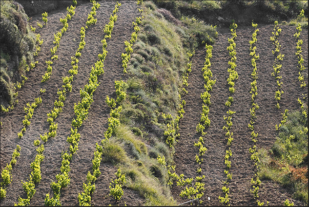 Crops near the sheltered Amiti Bay (north west coast)