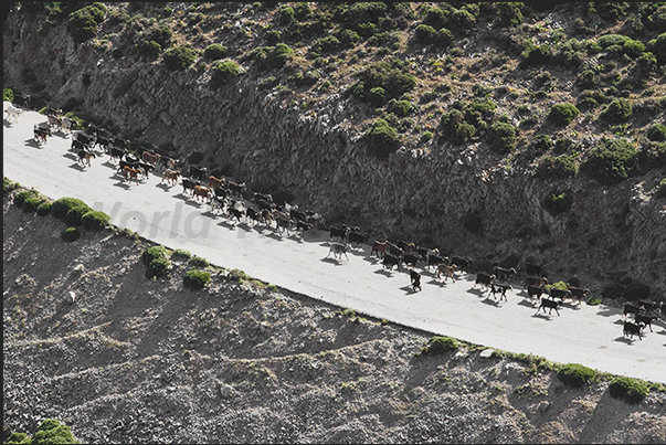 It is easy to meet herds of goats that reach the sheepfolds along the roads that cross the island It is easy to meet herds of goats that reach the sheepfolds along the roads that cross the island