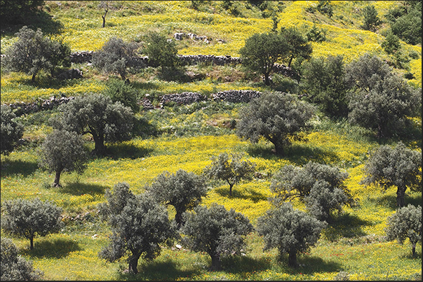 Olive groves along the road toward to Kalanigou bay (south coast) Olive groves along the road toward to Kalanigou bay (south coast)