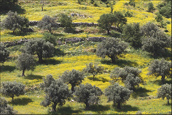 Olive groves along the road toward to Kalanigou bay (south coast)