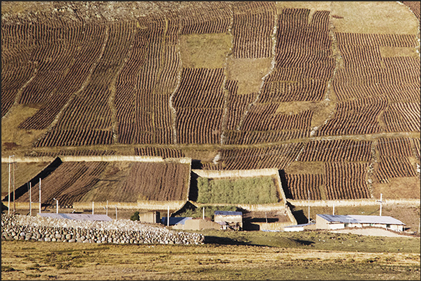 Crops on the hills of the plateau