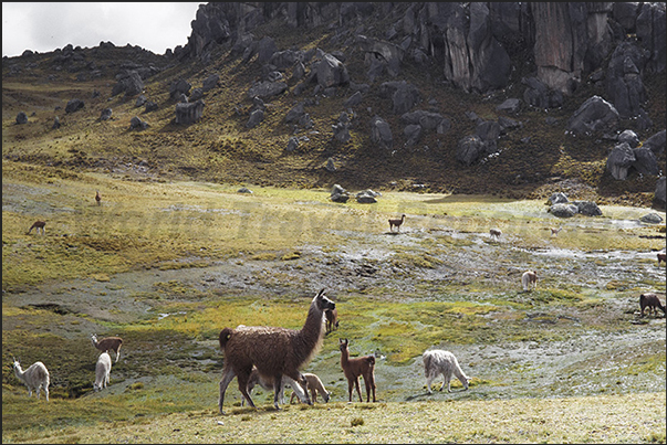 The endemic fauna of the place is mainly composed of llamas, alpacas and numerous species of lizards and small rodents The endemic fauna of the place is mainly composed of llamas, alpacas and numerous species of lizards and small rodents