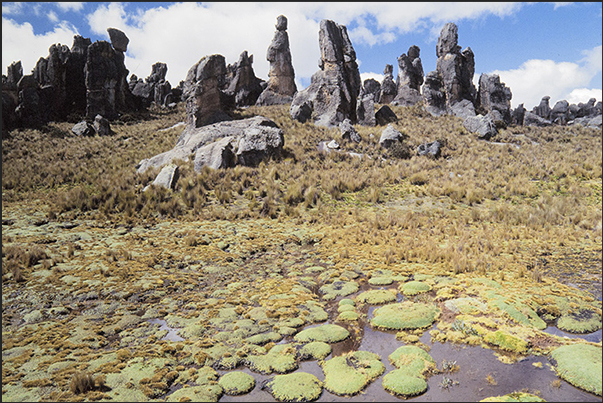 Walking through the paths of the park you will pass through marshy areas where endemic plants of the place grow Walking through the paths of the park you will pass through marshy areas where endemic plants of the place grow
