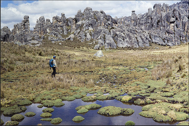 Walking through the paths of the park you will pass through marshy areas where endemic plants of the place grow Walking through the paths of the park you will pass through marshy areas where endemic plants of the place grow