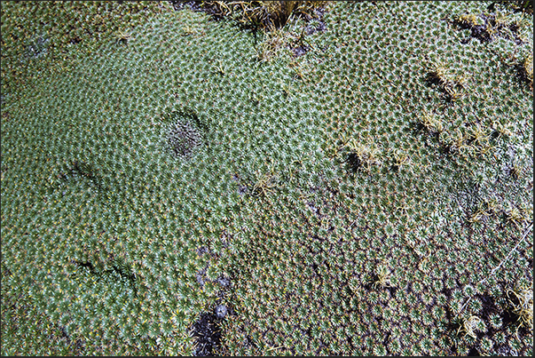 Walking through the paths of the park you will pass through marshy areas where endemic plants of the place grow