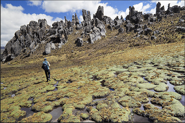 Walking through the paths of the park you will pass through marshy areas where endemic plants of the place grow Walking through the paths of the park you will pass through marshy areas where endemic plants of the place grow