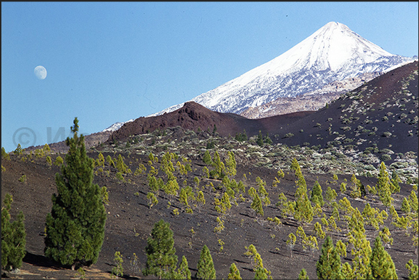 Descending from the volcanic areas towards 2000 m of altitude, the Canarian pine forests begin Descending from the volcanic areas towards 2000 m of altitude, the Canarian pine forests begin