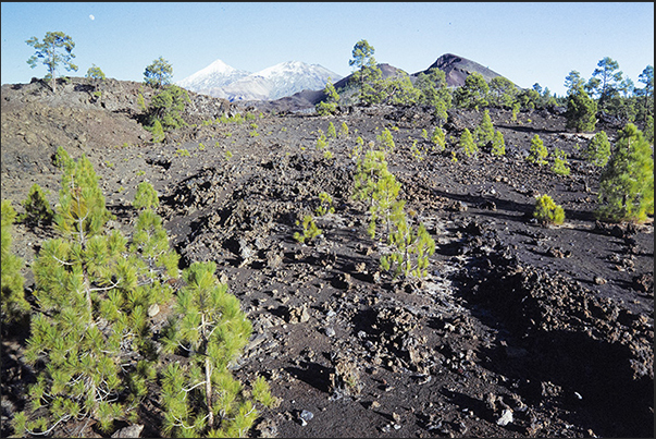 Descending from the volcanic areas towards 2000 m of altitude, the Canarian pine forests begin