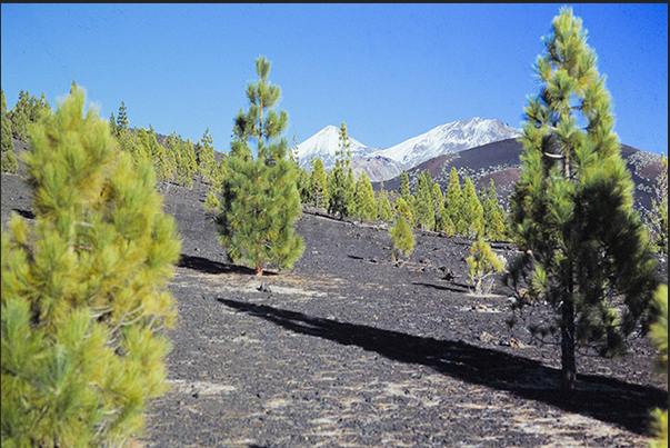 Descending from the volcanic areas towards 2000 m of altitude, the Canarian pine forests begin Descending from the volcanic areas towards 2000 m of altitude, the Canarian pine forests begin