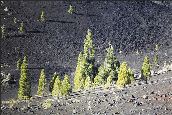 Descending from the volcanic areas towards 2000 m of altitude, the Canarian pine forests begin Descending from the volcanic areas towards 2000 m of altitude, the Canarian pine forests begin