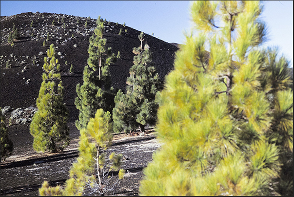 Descending from the volcanic areas towards 2000 m of altitude, the Canarian pine forests begin Descending from the volcanic areas towards 2000 m of altitude, the Canarian pine forests begin