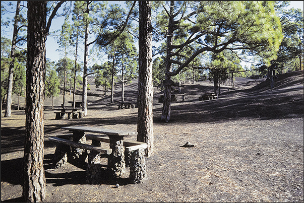 In the park there are numerous picnic areas available to visitors in the shade of the Canary pines In the park there are numerous picnic areas available to visitors in the shade of the Canary pines