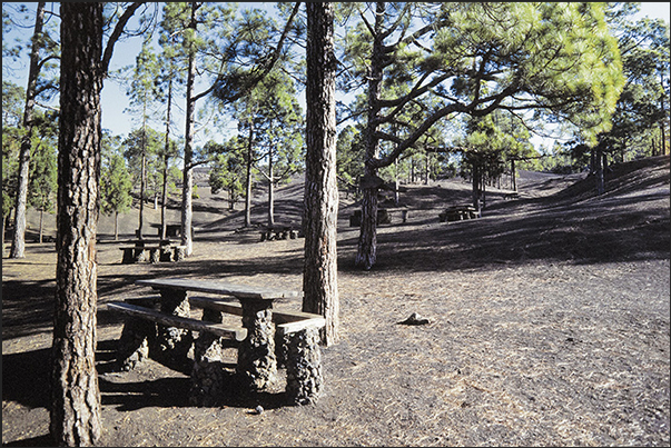 In the park there are numerous picnic areas available to visitors in the shade of the Canary pines