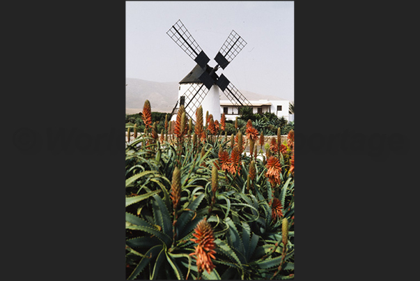 Near the villages in the interior of the island there are often perfectly functioning windmills