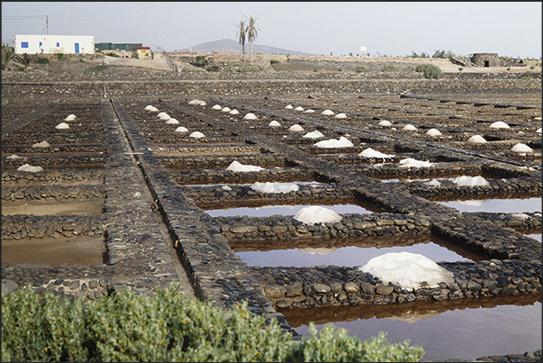 Las Salinas del Carmen, east coast