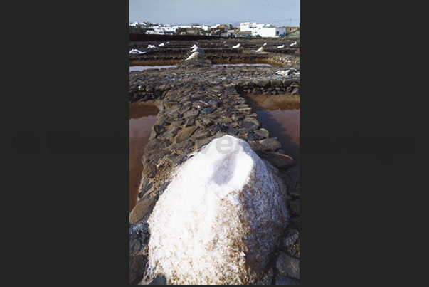 Las Salinas del Carmen, east coast