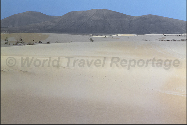 Desert dunes in Corralejo National Park, north east coast