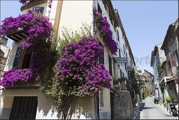 The road that climbs to Grimaldi castle which dominates the village