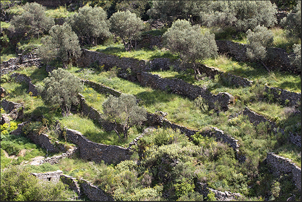 Ancient olive trees in terraced crops with dry stone walls Ancient olive trees in terraced crops with dry stone walls