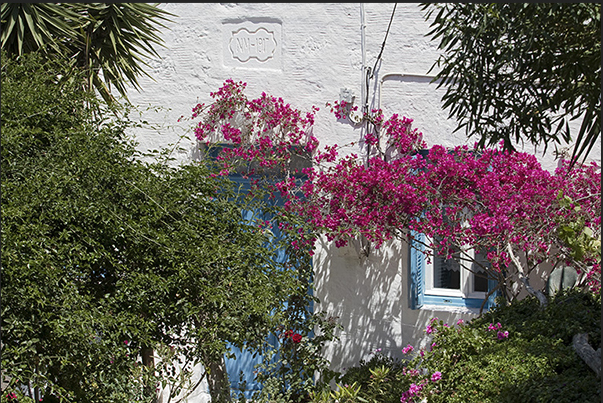 Each house on the island has a small flower garden all year round Each house on the island has a small flower garden all year round