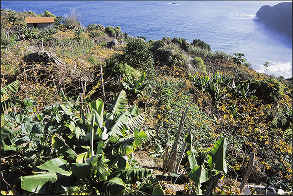 Vineyards on the north-east coast near Ponta Delgada Vineyards on the north-east coast near Ponta Delgada