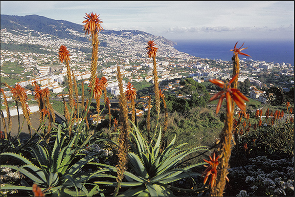 The city of Funchal, capital of the island The city of Funchal, capital of the island
