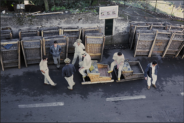 Carreiros do Monte. Sled bearers who push tourists down the paved road from the church of Monte (altitude difference 500 m)