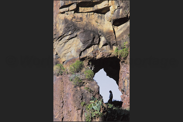 Cliffs of Madalena do Mar (south-west coast)