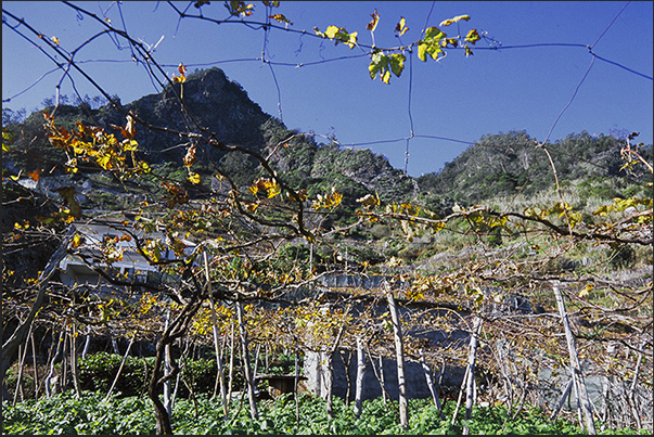 Vineyards on the north-east coast near Ponta Delgada