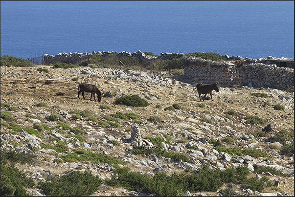 Mules are still used by farmers for transport in the fields