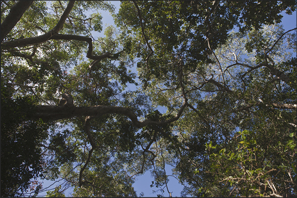 West Coast. The forest of Les Grandes Fougères National Park near the village of Farino