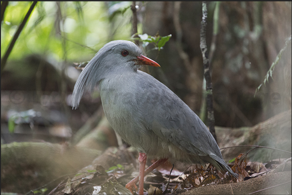 This bird called Cagou, it is also the symbol of New Caledonia. Having no predators, the Cagou has forgotten how to fly This bird called Cagou, it is also the symbol of New Caledonia. Having no predators, the Cagou has forgotten how to fly