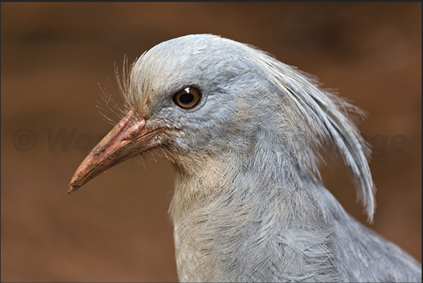 This bird called Cagou, it is also the symbol of New Caledonia. Having no predators, the Cagou has forgotten how to fly