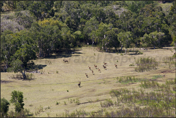 West Coast. A herd of deer in the Domain de Deva Nature Reserve West Coast. A herd of deer in the Domain de Deva Nature Reserve