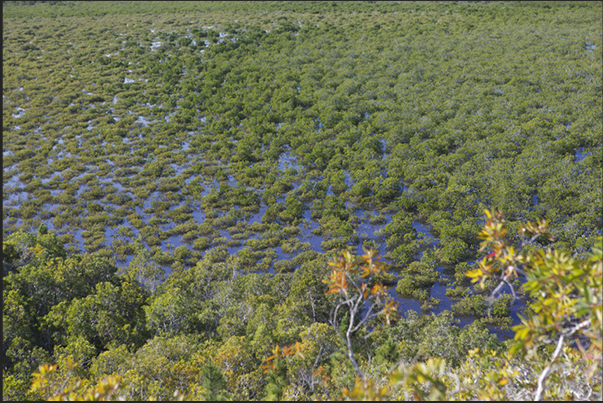 The mangrove swamps that characterize the north coast The mangrove swamps that characterize the north coast
