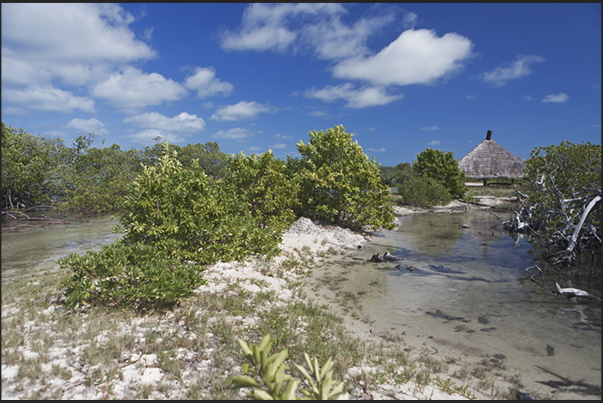 The mangrove swamps that characterize the north coast