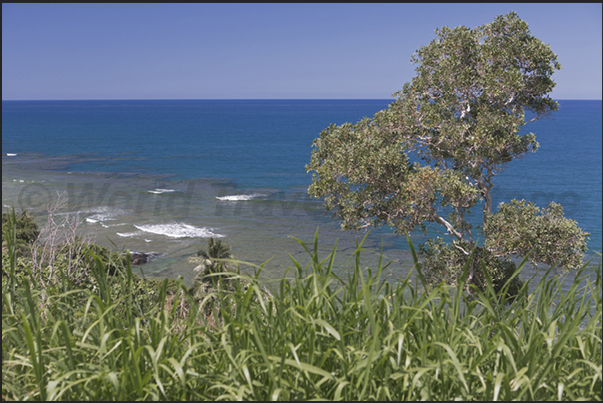 The coral platforms that protect for long stretches the east coast.