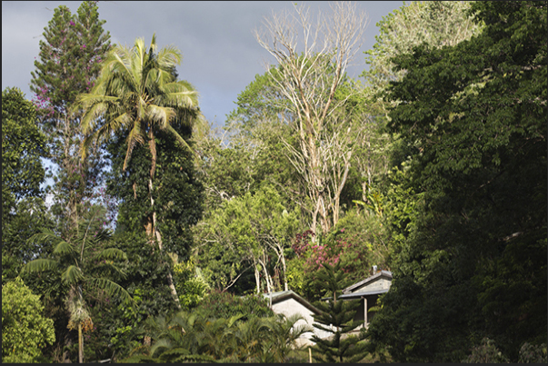 The village of the Bas Coulnà tribe hidden among the tropical forest The village of the Bas Coulnà tribe hidden among the tropical forest
