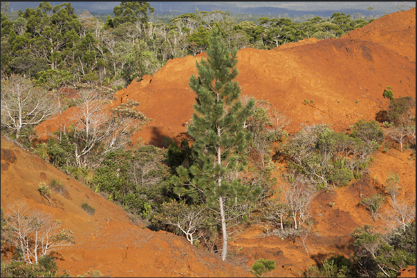 The red soils that characterize the southern tip of the island The red soils that characterize the southern tip of the island