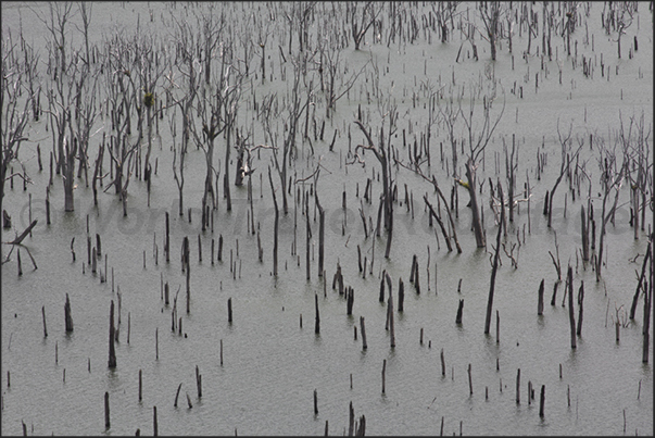 The artificial lake of Yate in the Rivière Bleue Park. The strongest trees are resistant to water maceration