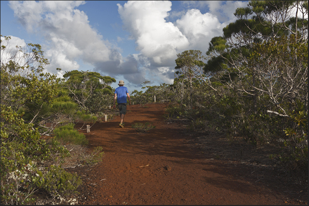 Southern tip of the island. The path into the Rivière Bleue, a large area of land converted in National Park Southern tip of the island. The path into the Rivière Bleue, a large area of land converted in National Park