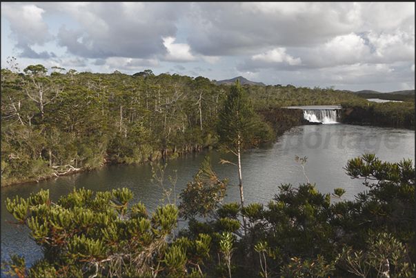 South Coast. The waterfalls of Madeleine in the botanical garden in the Rivière Bleue National Park.