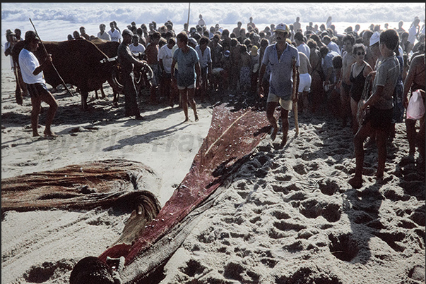 Once the boats have been secured, the oxen together with the whole village drag the nets laden with fish ashore Once the boats have been secured, the oxen together with the whole village drag the nets laden with fish ashore