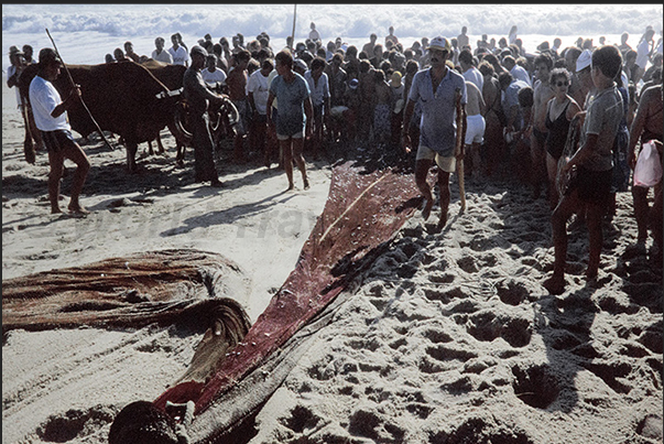 Once the boats have been secured, the oxen together with the whole village drag the nets laden with fish ashore